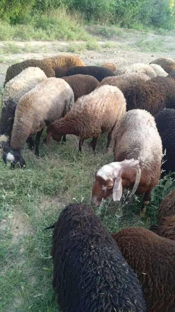 گوسفند افشار|حیوانات مزرعه|شهریار, ابراهیمآباد|دیوار