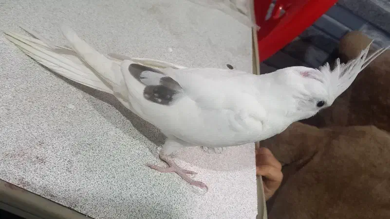 عروس هلندی البینو تک خال|پرنده|خرمشهر, |دیوار