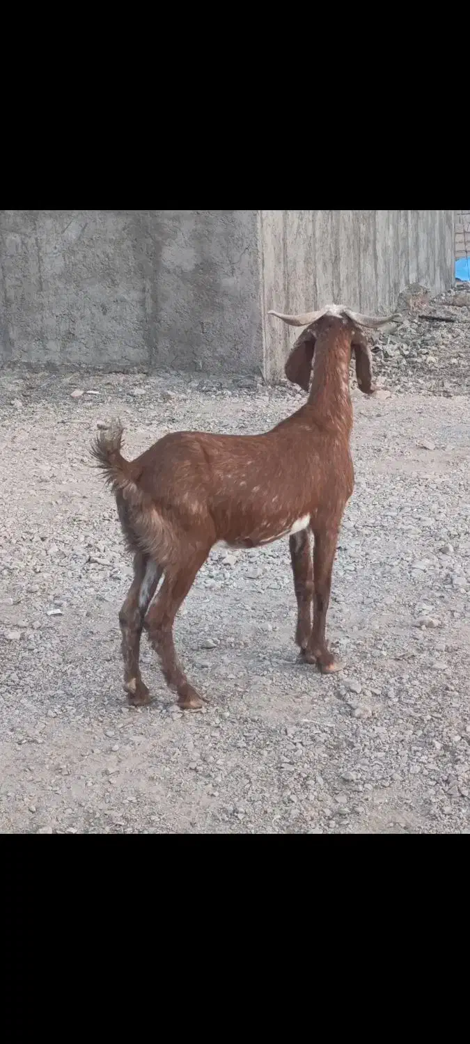 بز دورگ قیمت 8300ت|حیوانات مزرعه|کرمان, |دیوار