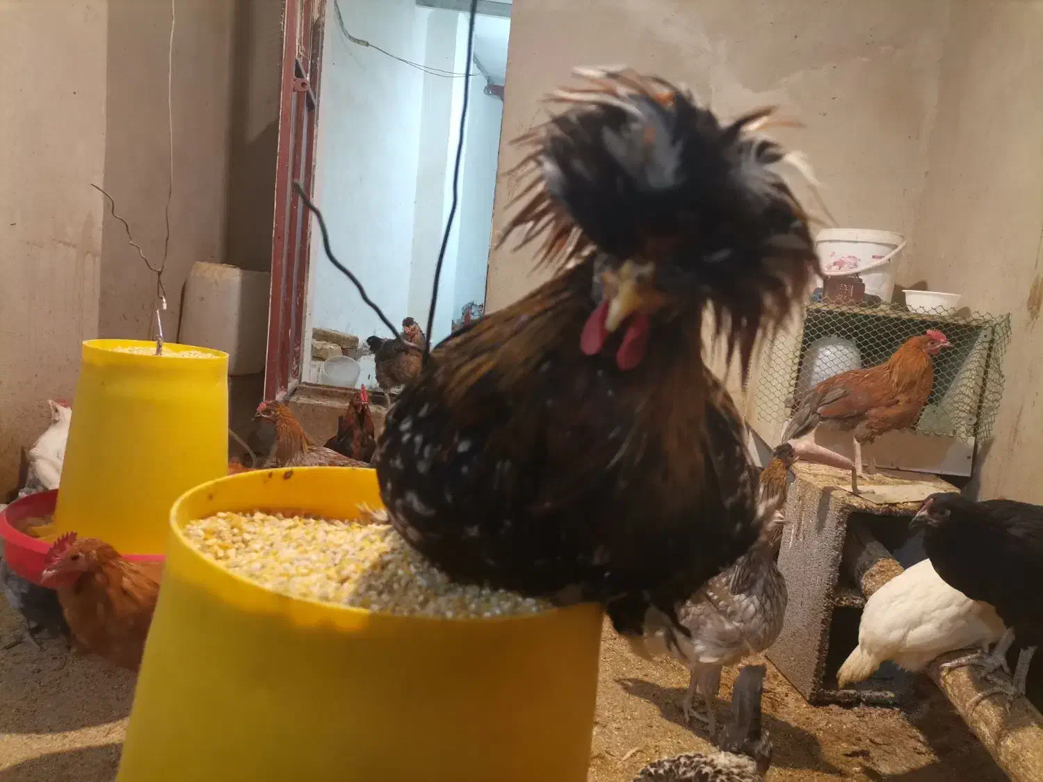 جوجه سلطان و جوجه محلی|حیوانات مزرعه|یزد, |دیوار