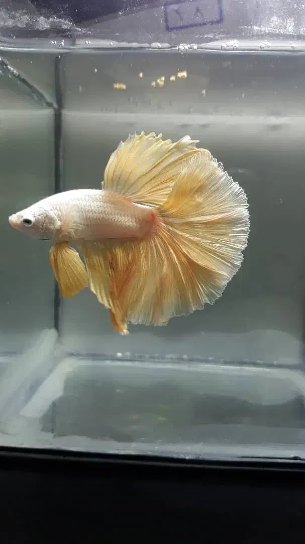 فایتر|ماهی|رشت, امین الضرب|دیوار