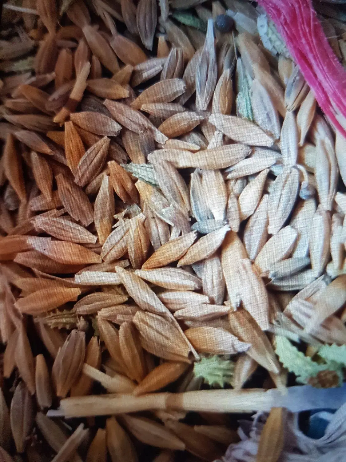 غلات|لوازم جانبی حیوانات|جوانرود, |دیوار
