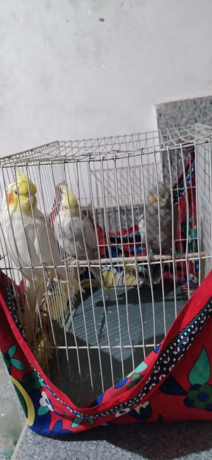 فروش  عروس هلندی|پرنده|مشهد, شهید احمدی روشن|دیوار