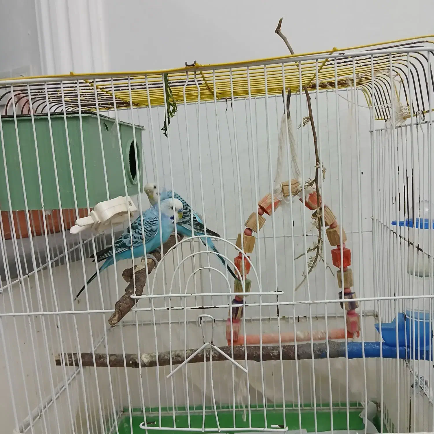 مرغ عشق نر و ماده سالم باهم با قفس|پرنده|بندر انزلی, آخرخط|دیوار