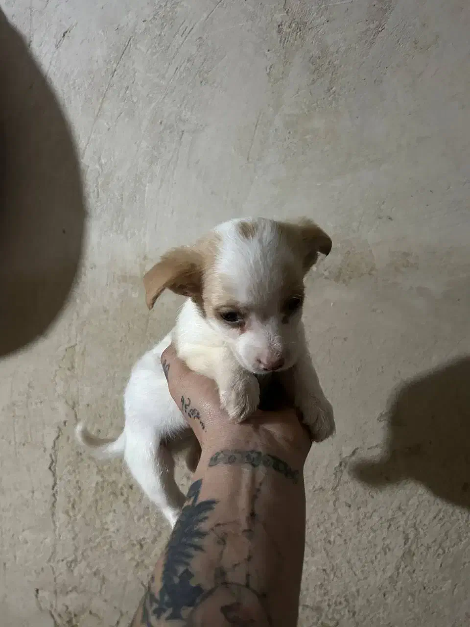 با سلام از دیوار|سگ|مراغه, |دیوار