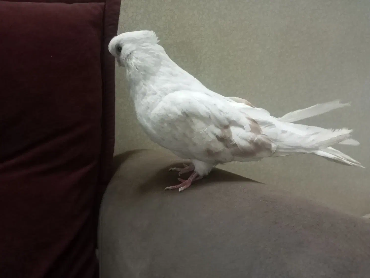 کبوتر نر نوک قنار|پرنده|ابهر, |دیوار