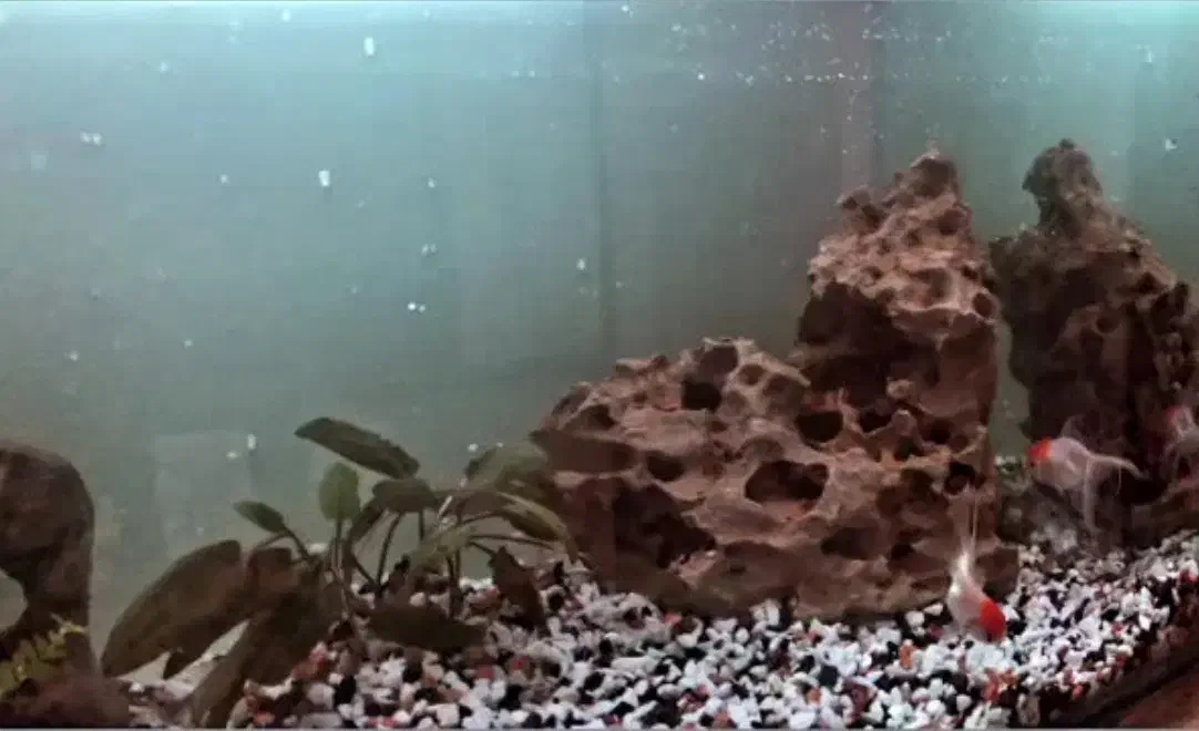 آکواریوم شیشه خم/تصفیه استوانه ای/بخاری/سنگ/لامپ|ماهی|تهران, مروارید شهر|دیوار