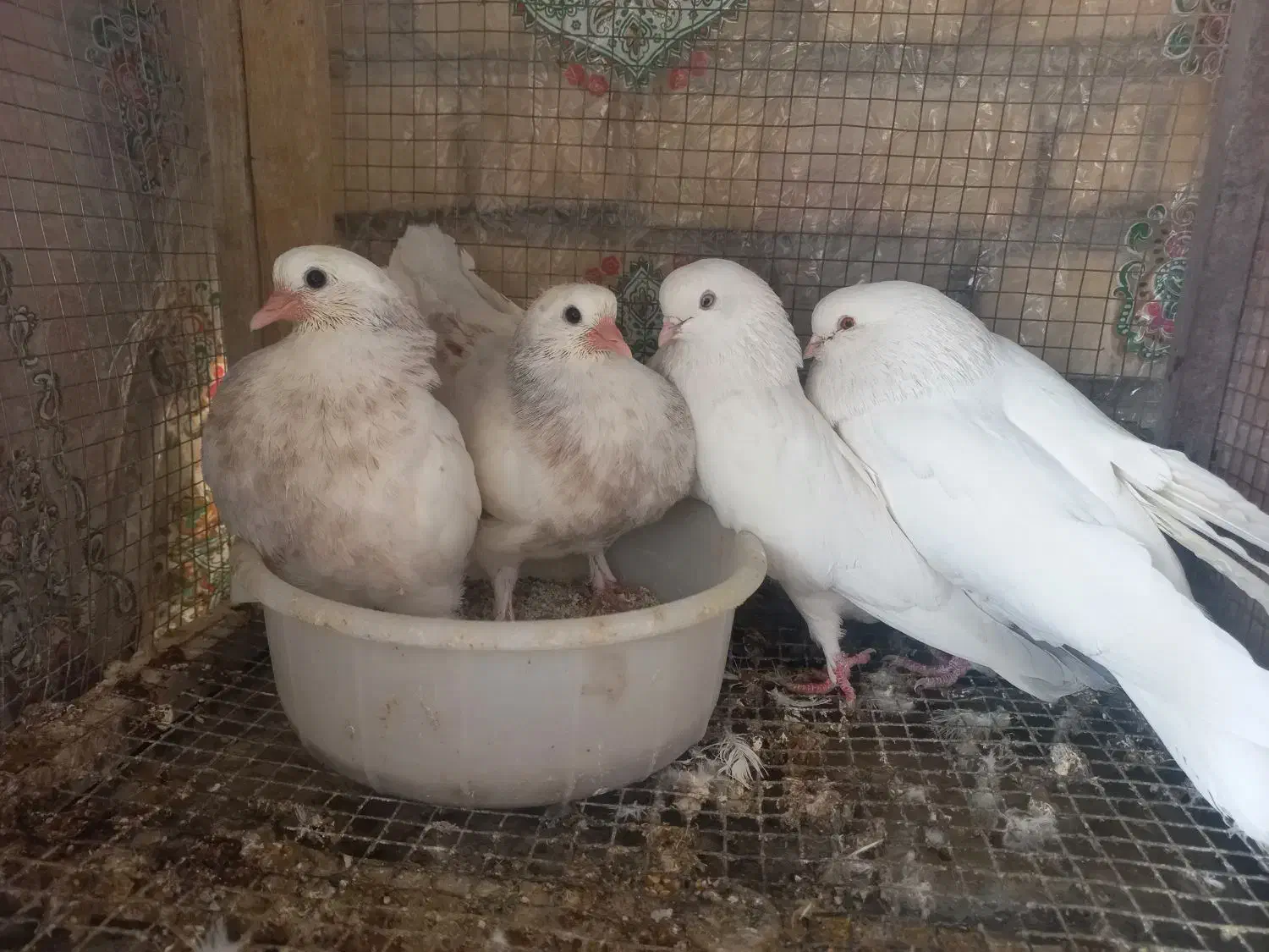 کبوتر.کفتر|پرنده|مبارکه, |دیوار