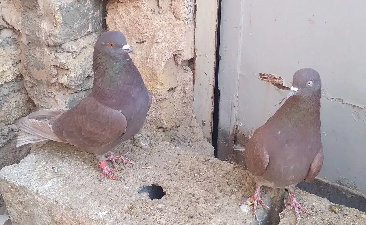 کبوترپرشیگرو.سرخ.سبز.|پرنده|برخوار, |دیوار