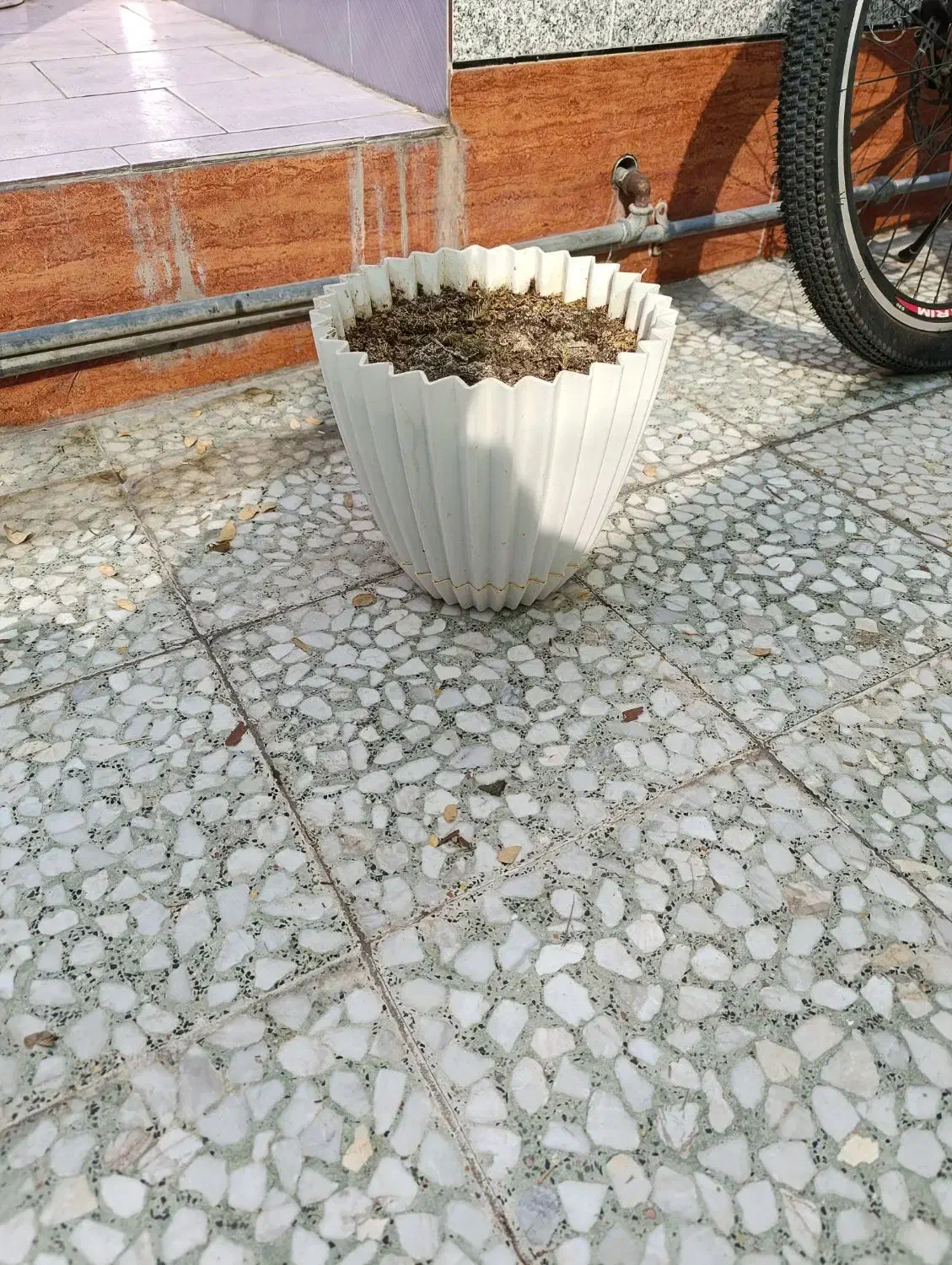 گلدان سالم|گل و گیاه طبیعی|بندر ماهشهر, |دیوار