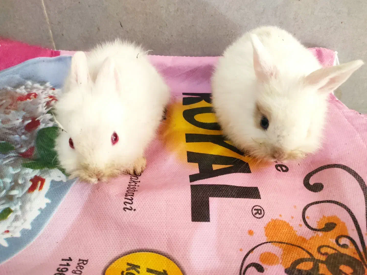 دوتا بچه خرگوش|موش و خرگوش|قزوین, |دیوار