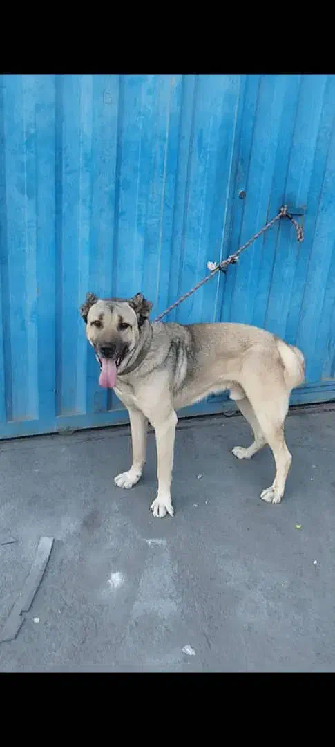 سگ سراب|سگ|اشتهارد, |دیوار