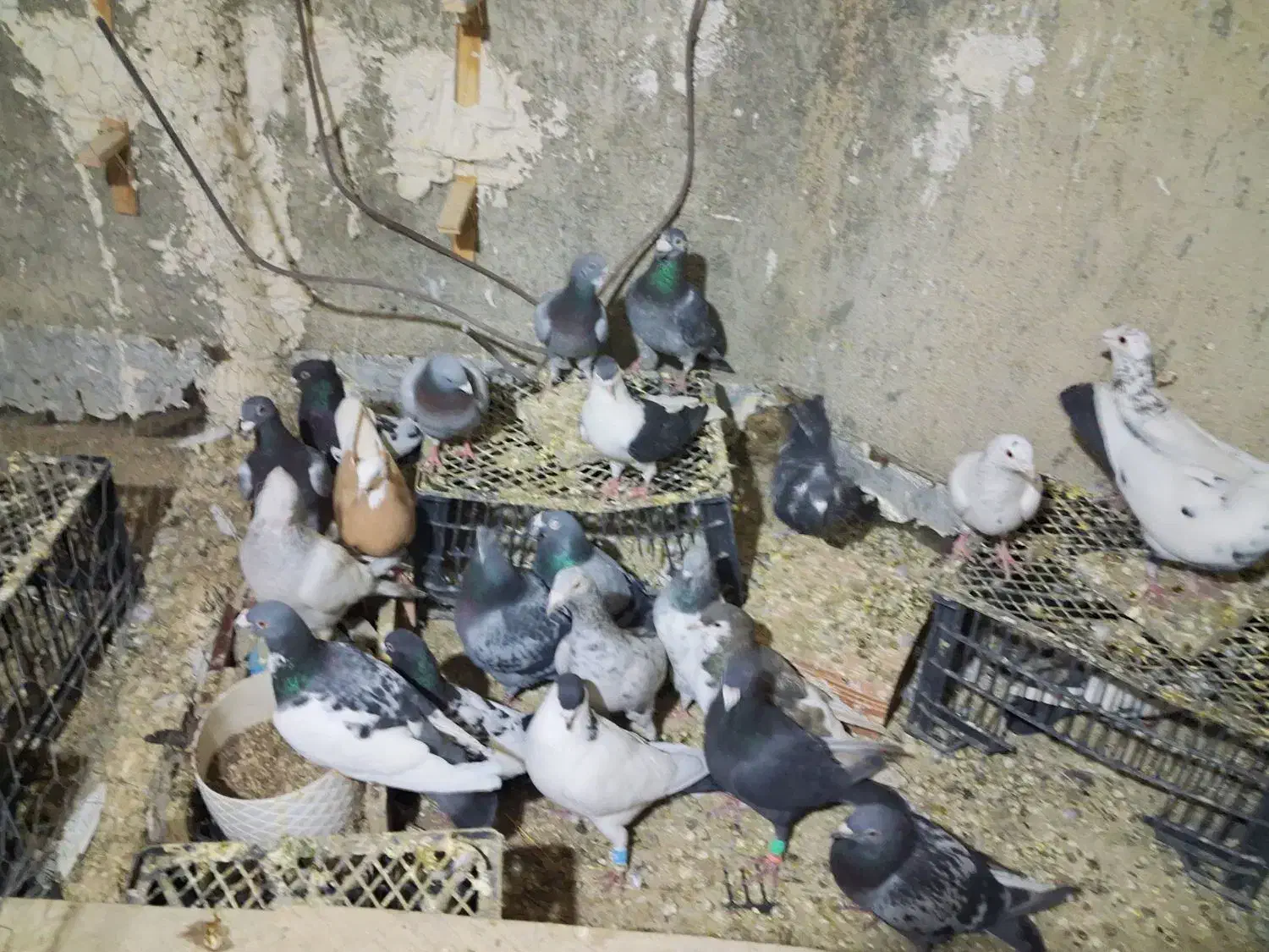 کفتر|پرنده|شیروان (خراسان), |دیوار