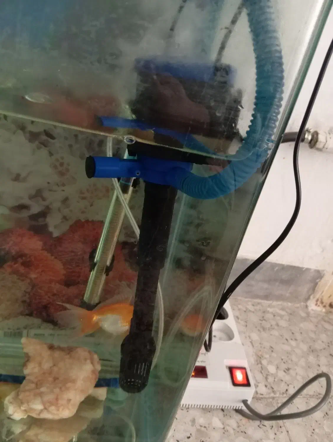 اکواریوم|ماهی|سقز, |دیوار