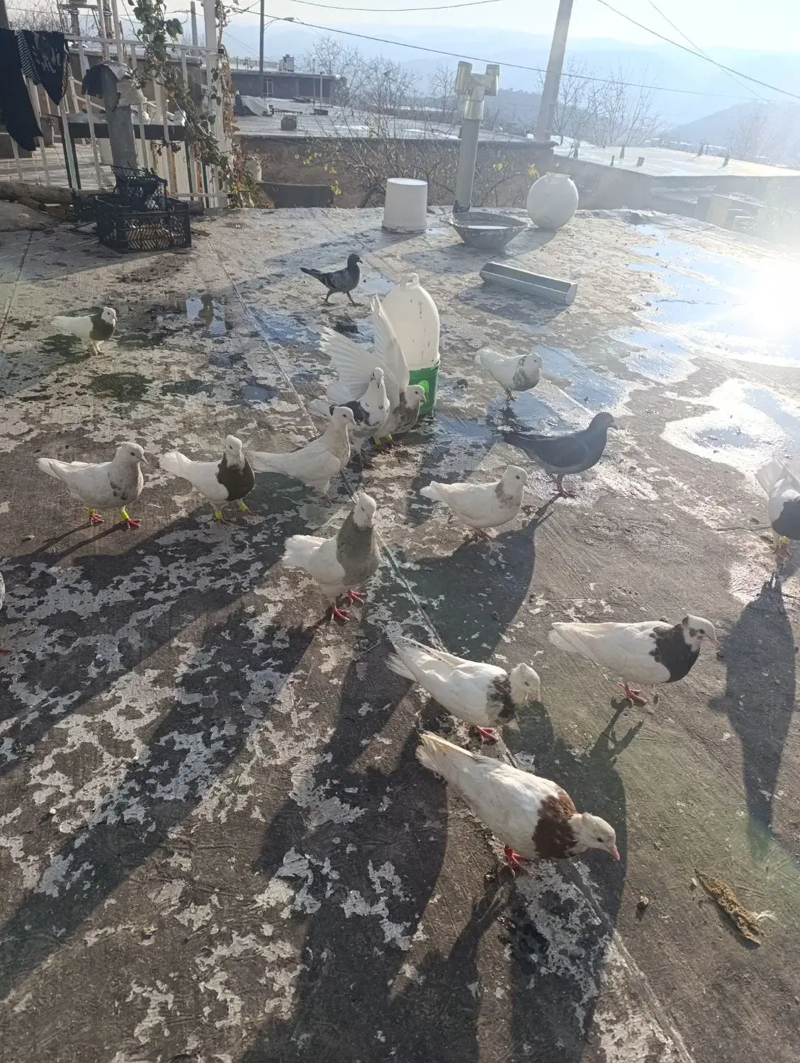 طوقی|پرنده|یاسوج, |دیوار