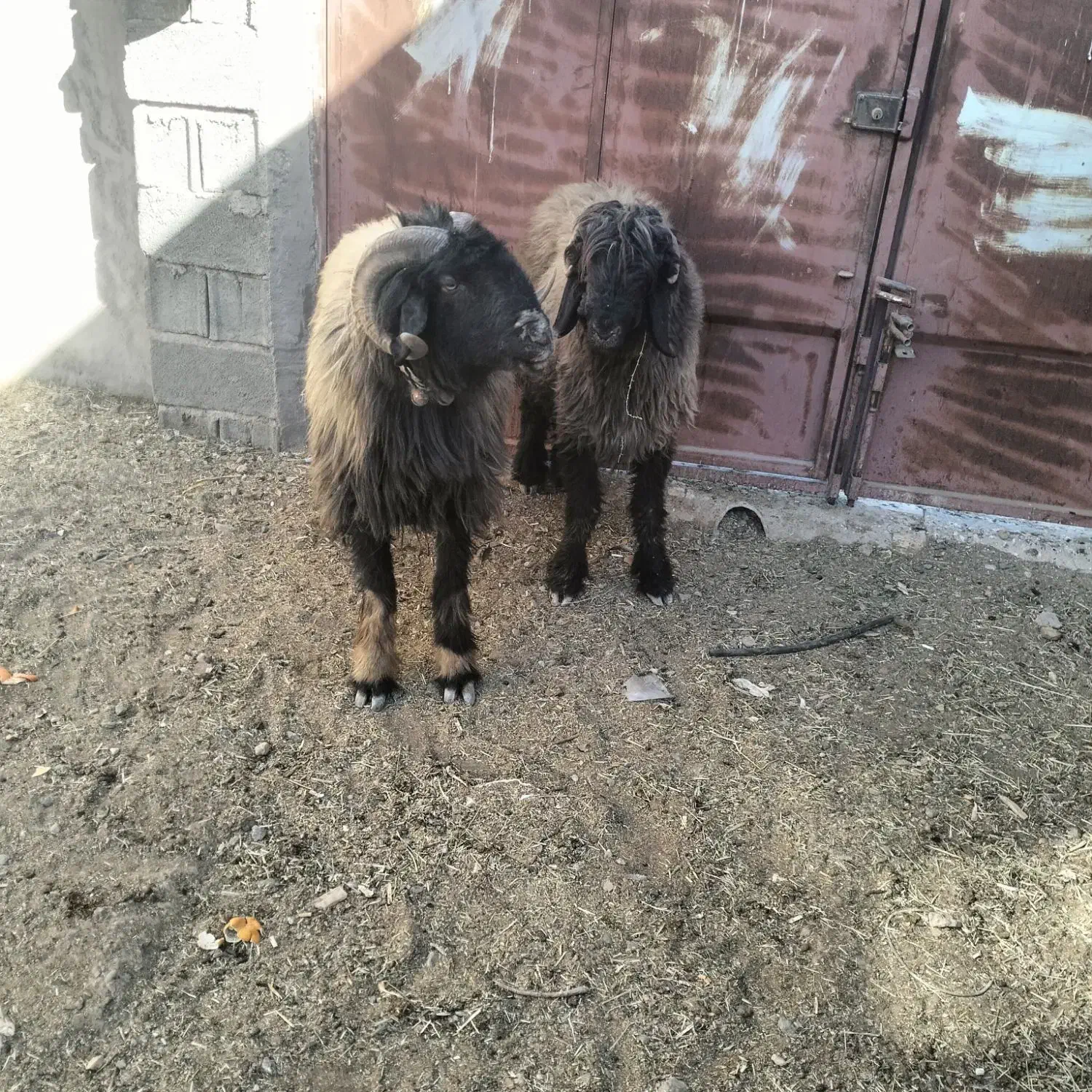 میش شیشک قوچ بختیاری|حیوانات مزرعه|مبارکه, |دیوار