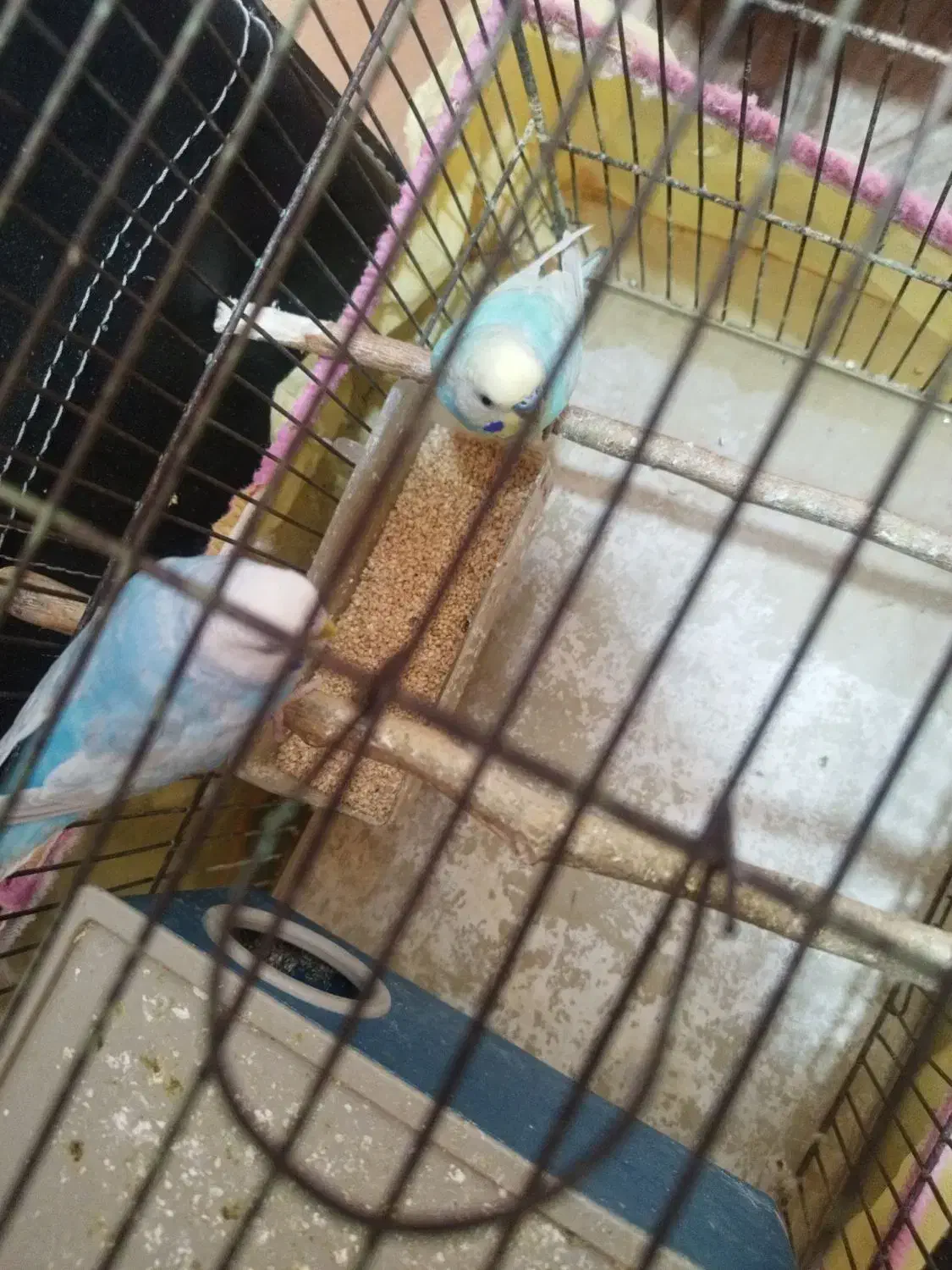 جفت مرغ عشق رنگ خواص فروش فقط تا امشب|پرنده|بندر کنگان, |دیوار