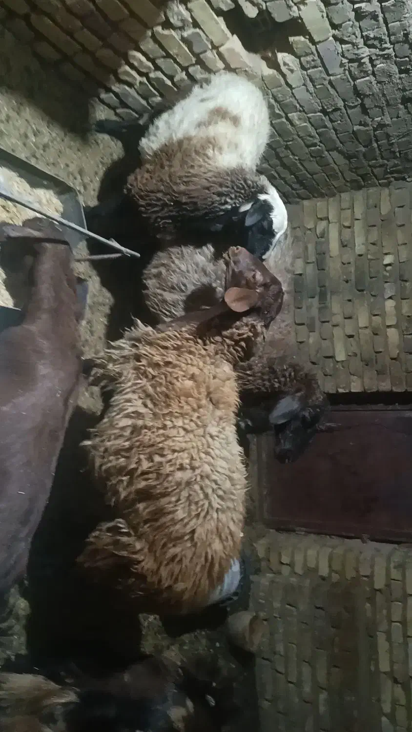 تغل افشاری|حیوانات مزرعه|عقدا, |دیوار