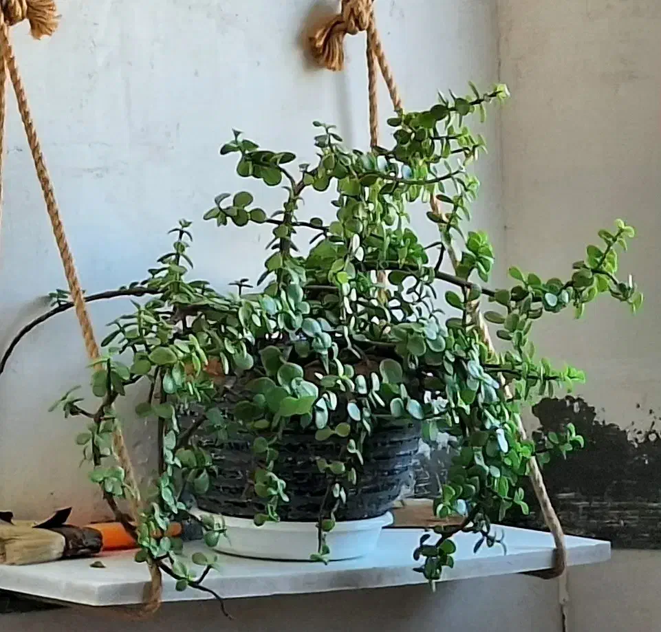 گل خرفه‌ای|گل و گیاه طبیعی|تربت جام, مطهری|دیوار