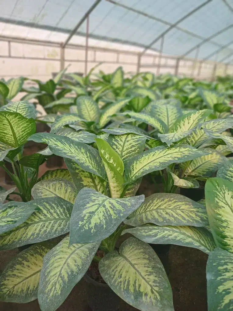 کار در گلخانه|خدمات باغبانی و درختکاری|نشتارود, |دیوار