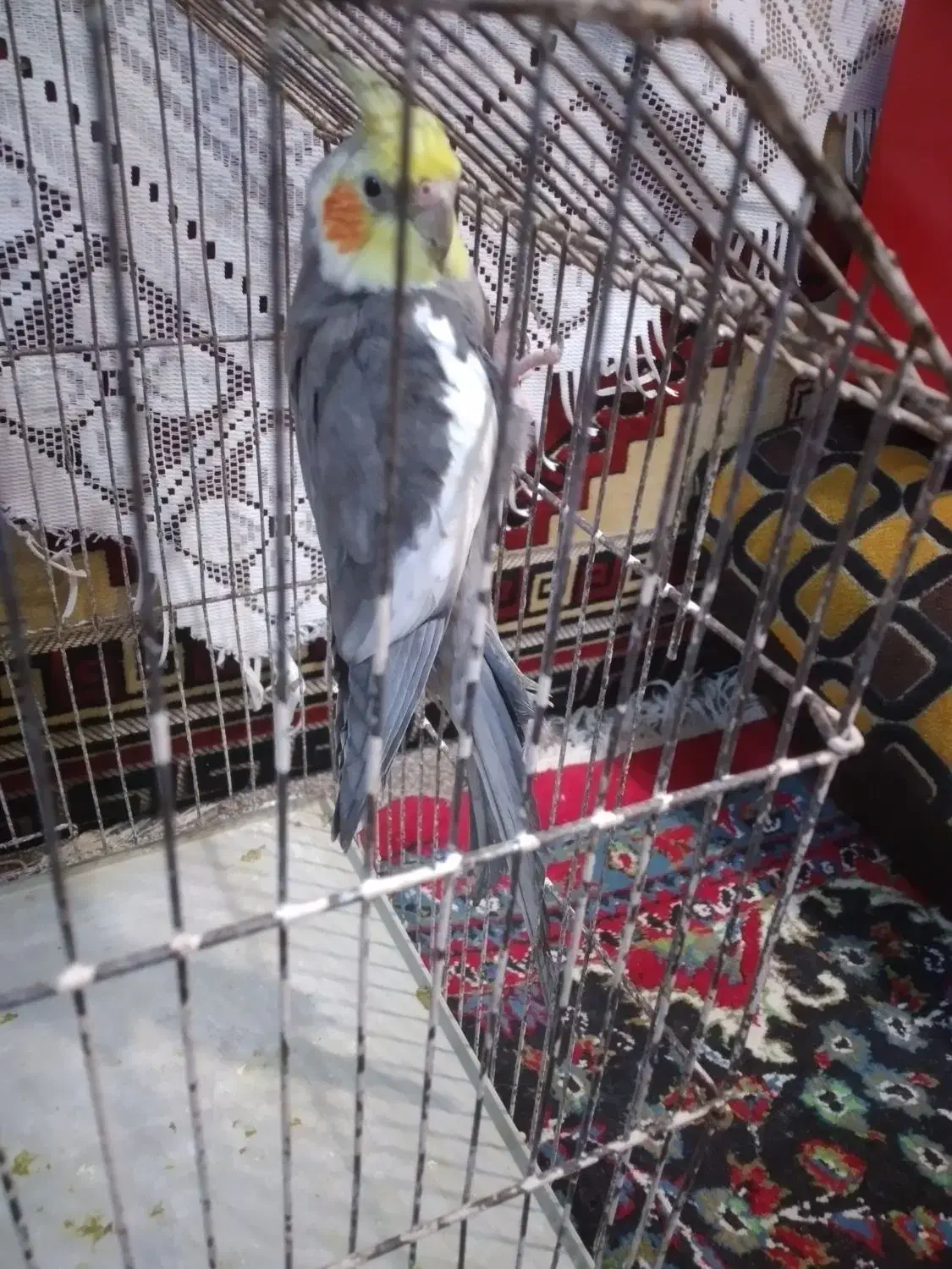 طوطی عروس سخنگو|پرنده|بندر امام خمینی, |دیوار