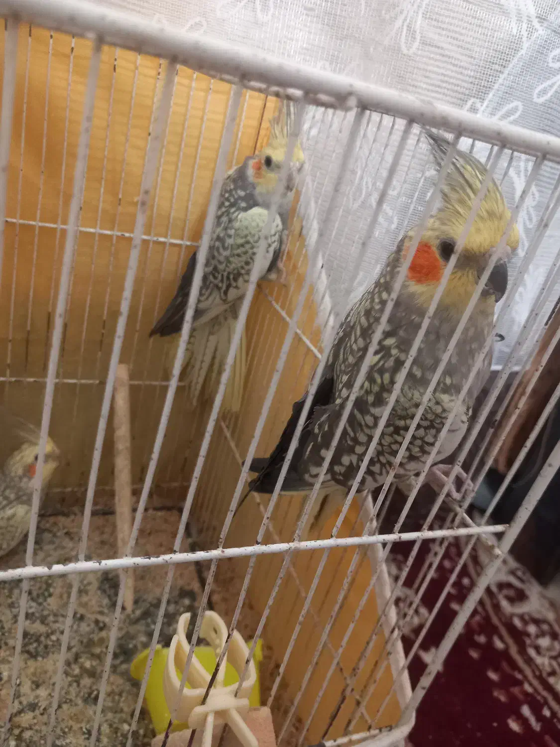 عروس هلندی|پرنده|مشهد, گلبرگ شمالی|دیوار