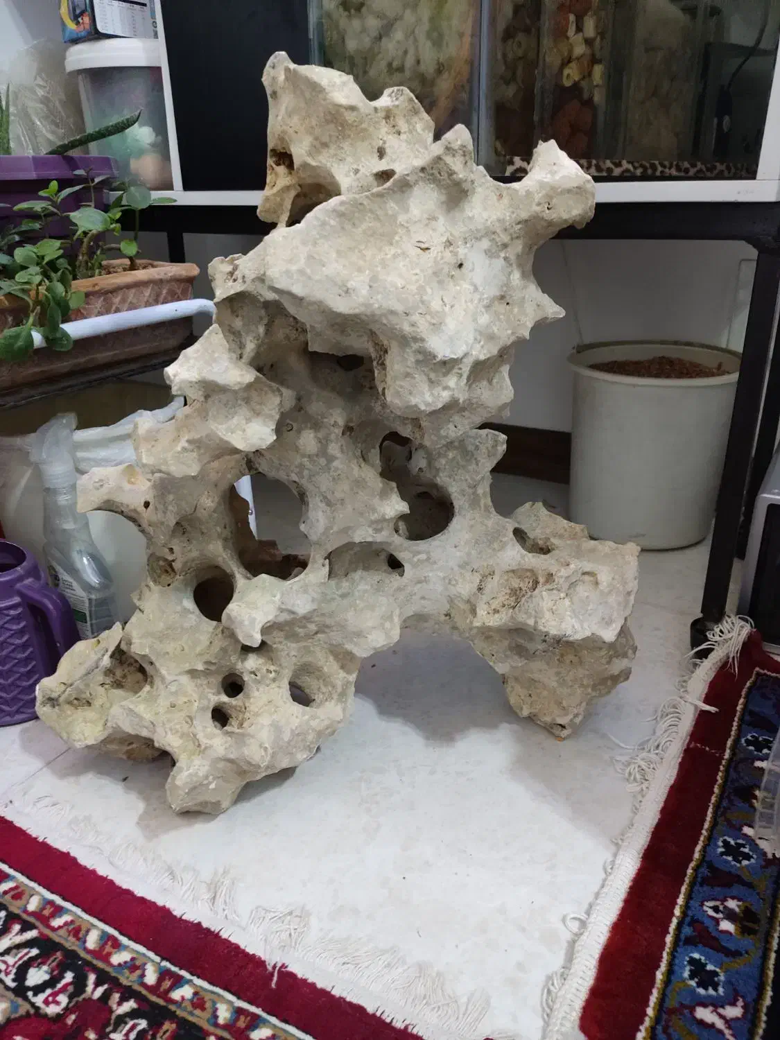 لوازم آکواریوم ماهی صخره طبیعی|ماهی|قزوین, |دیوار