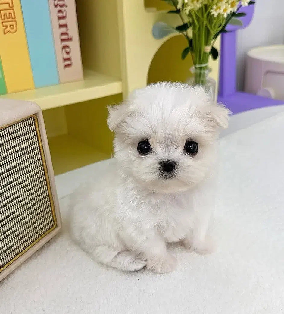 سگ ملوس|سگ|ثمرین, |دیوار