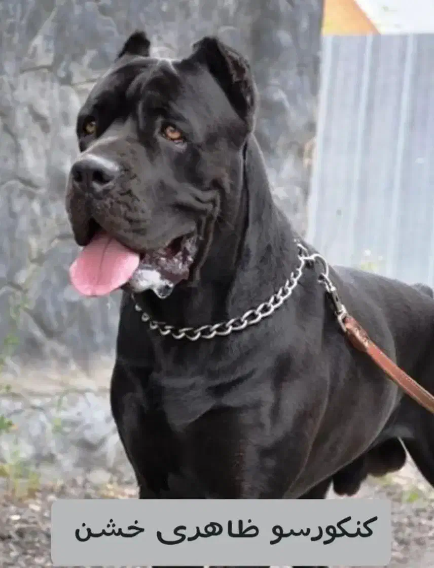 کن کورسو سگ گارد فرمان پذیر توله های گرید یک|سگ|تهران, سازمان برنامه جنوبی|دیوار