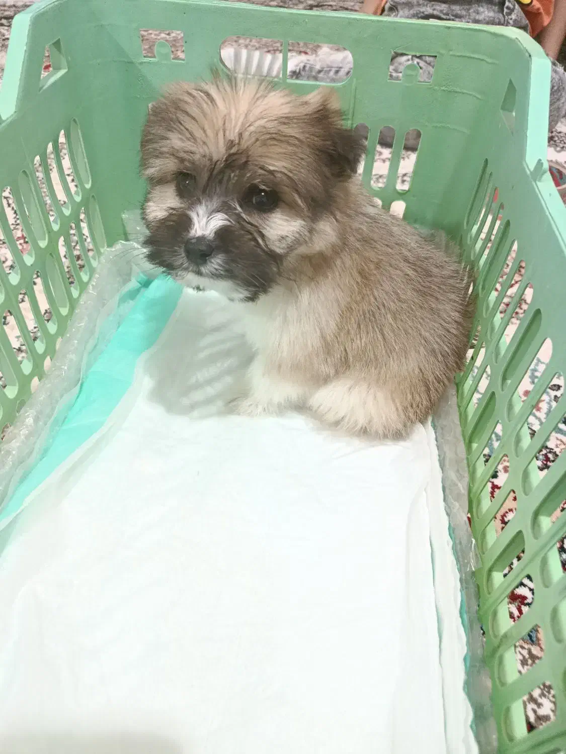 سگ پاکوتاه|سگ|گنبد کاووس, |دیوار