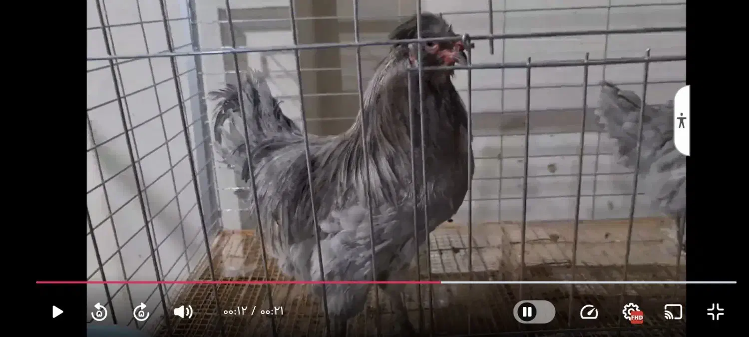 مرغ آراکانای تخم آبی|حیوانات مزرعه|یزد, |دیوار