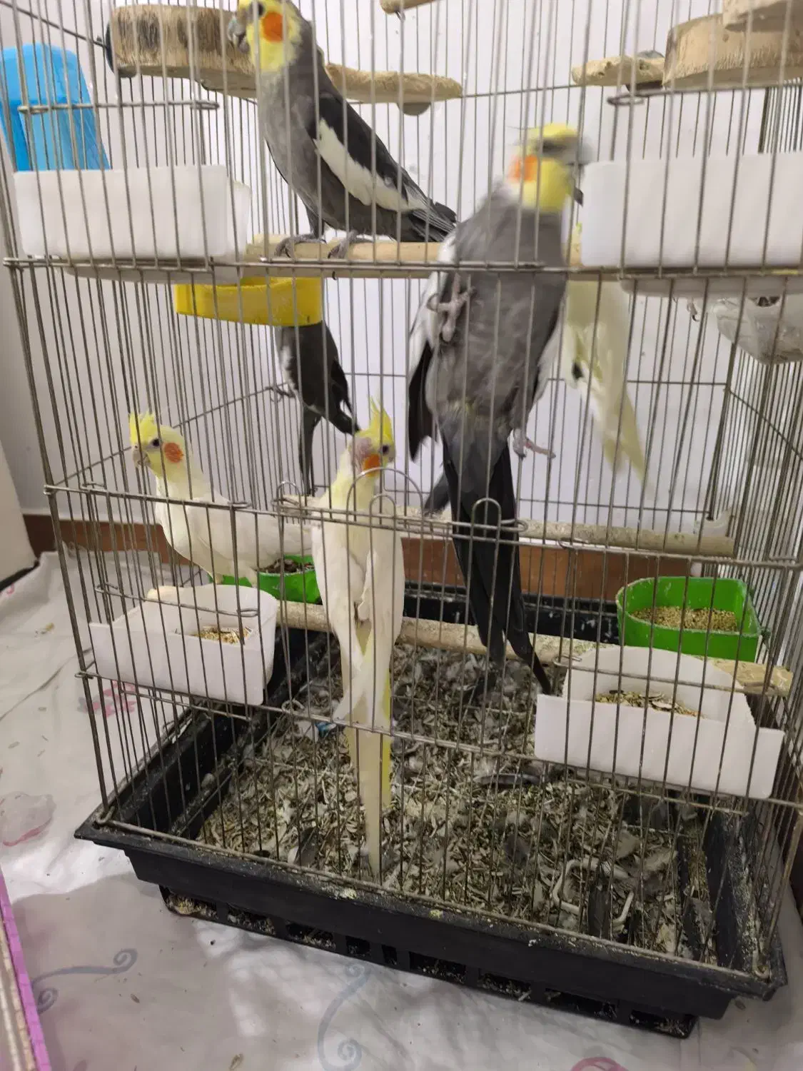 طوطی عروس هلندی|پرنده|محمدیه-قزوین, |دیوار