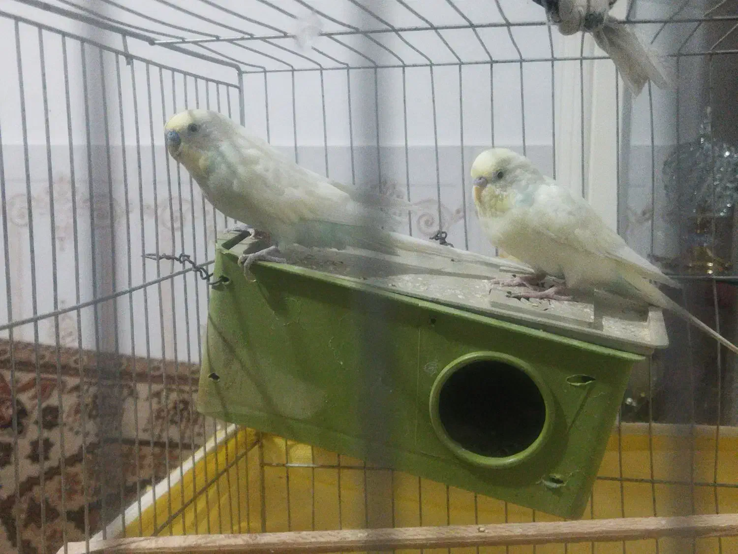 مرغ عشق|پرنده|اسفرورین, |دیوار