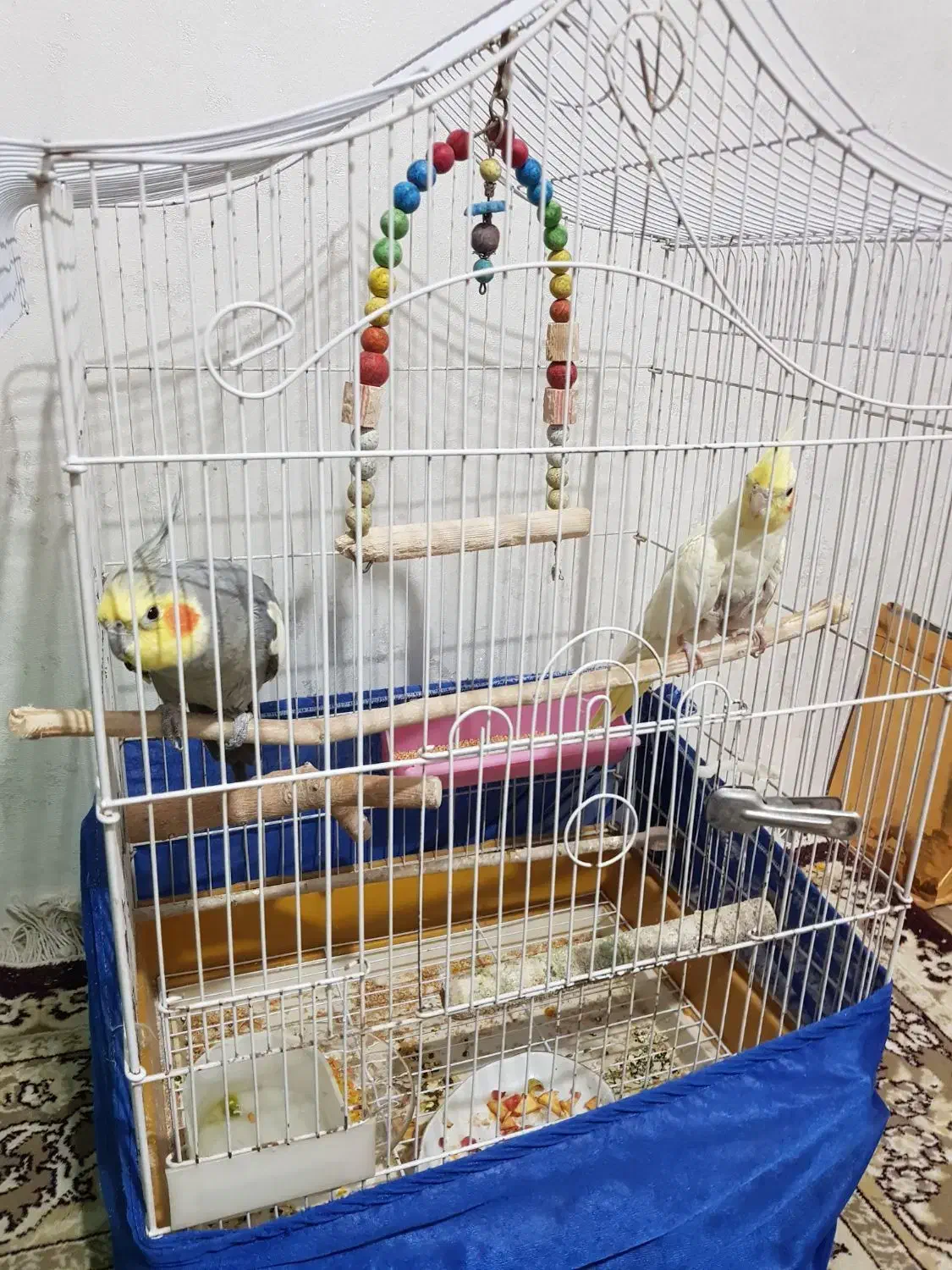 جفت مولد عروس هلندی سخنگو ۵۰ کلام جوجه داده|پرنده|پاکدشت, خاتون آباد|دیوار