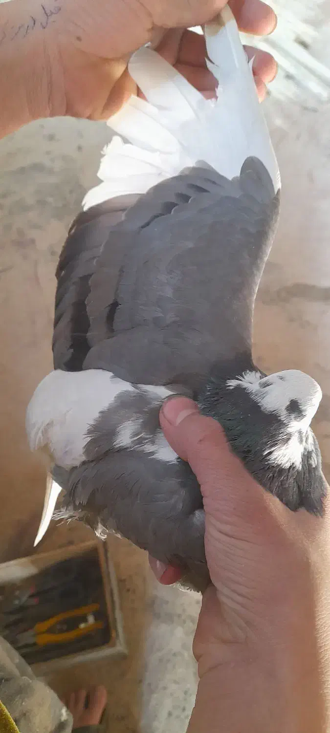 کفتر قلاقی،کله دوم ویک جفت هوایی|پرنده|ملایر, |دیوار