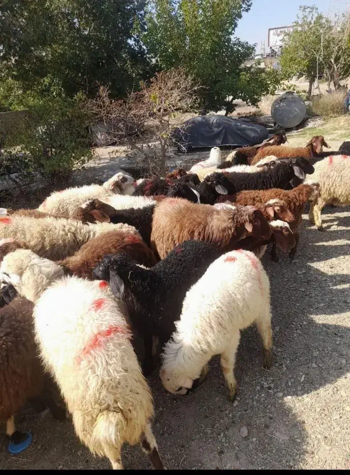 عرضه گوسفند بهداشتی با مکان مجهز خرید حضوری وارسال|حیوانات مزرعه|کرج, دهقان ویلا|دیوار