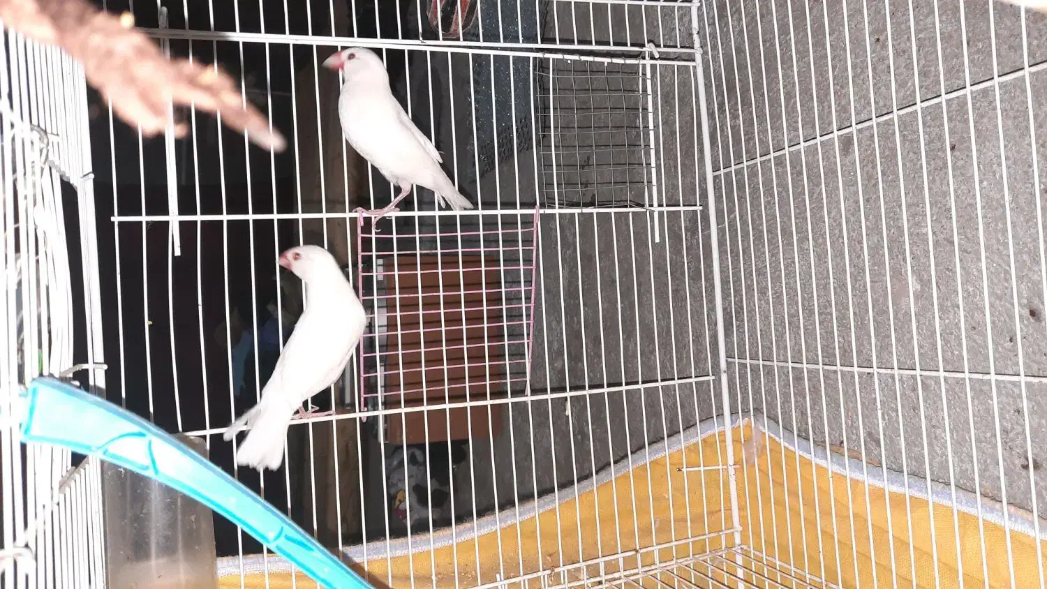 نرگس|پرنده|زاهدان, |دیوار