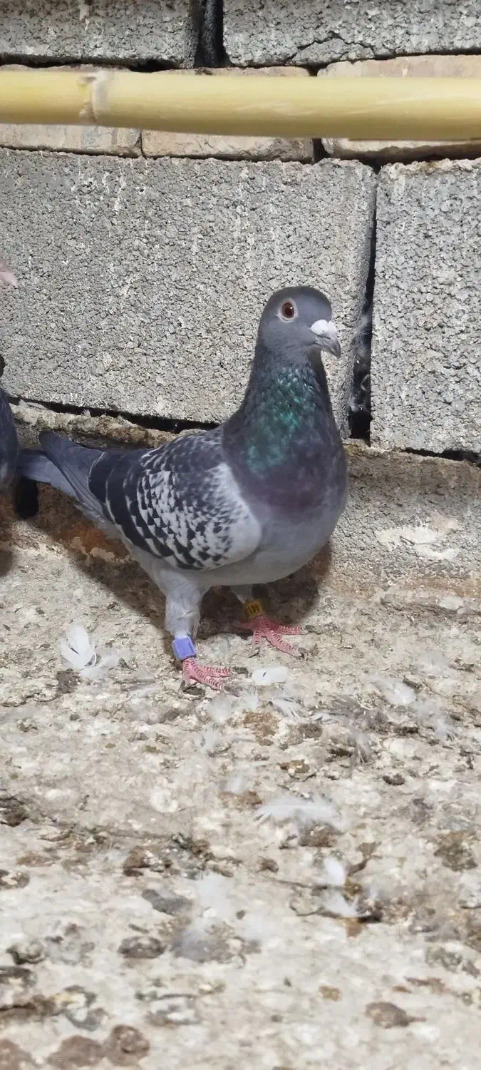 گرفتنی مسافتی|پرنده|مینودشت, |دیوار