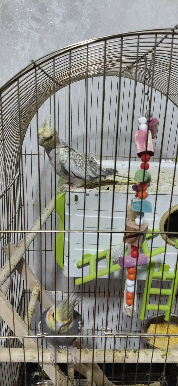 جوجه عروس هلندی تاره به دون خوری افتاده|پرنده|ابهر, |دیوار