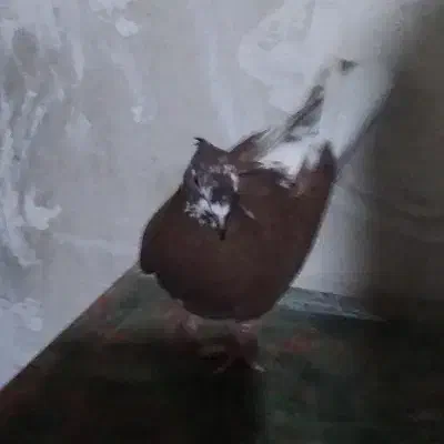 ماده گرگی|پرنده|کوهدشت, |دیوار