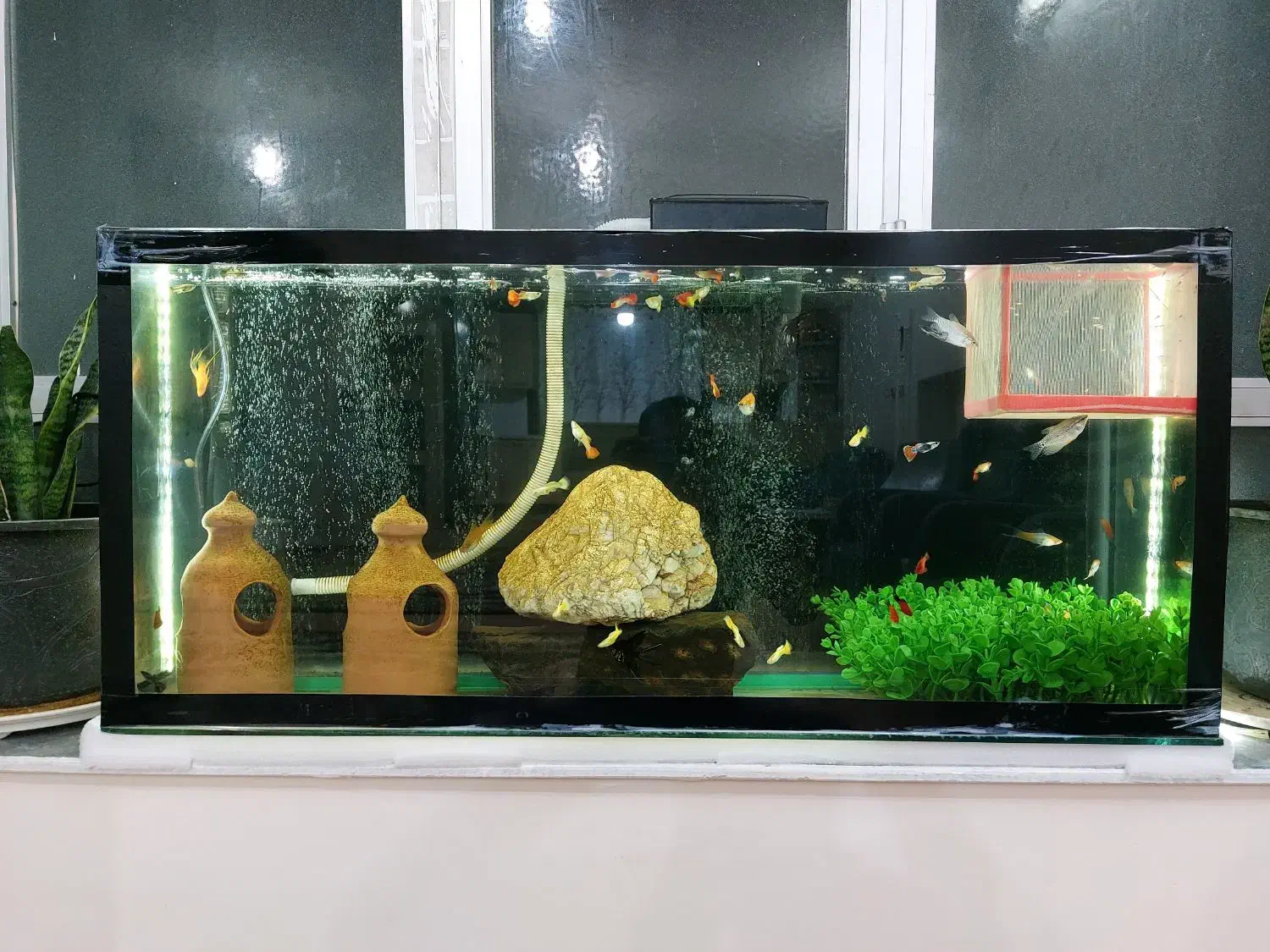 ماهی و آکواریم|ماهی|مرند, |دیوار