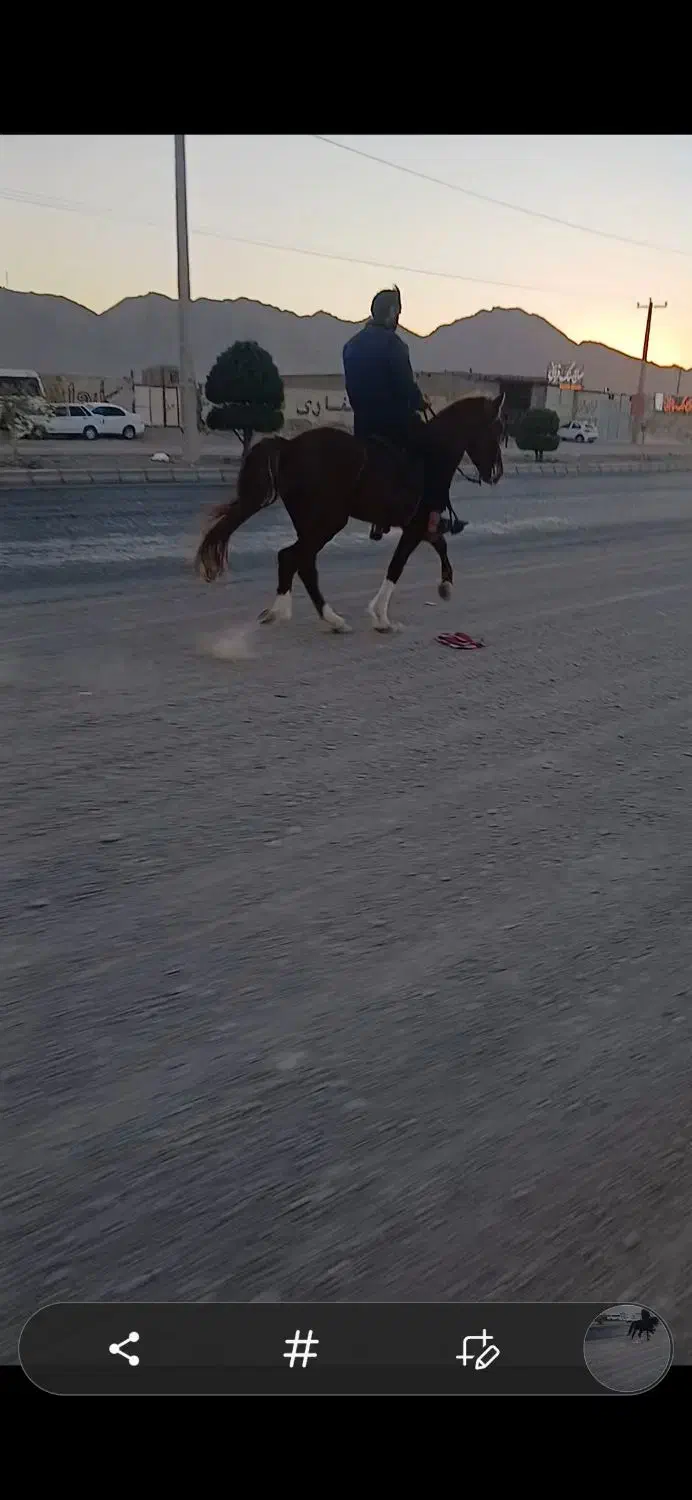 اسب یورقه کره طوفان نیشابوری|اسب و تجهیزات اسب‌سواری|خواف, |دیوار