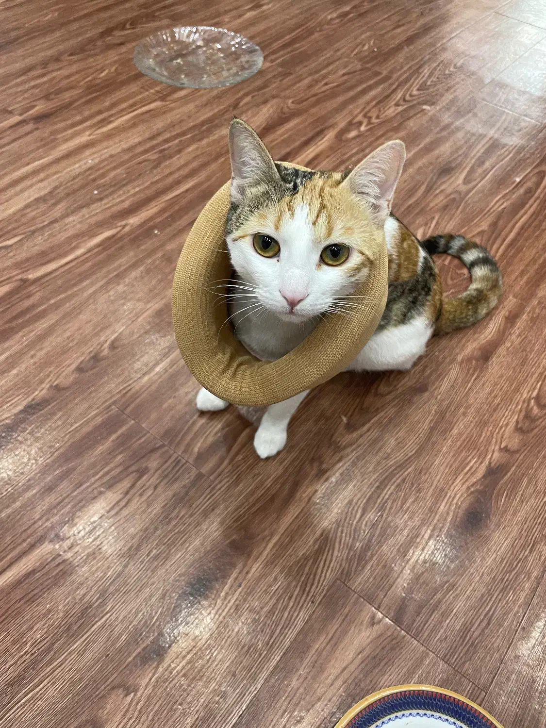 گربه کالیکو|گربه|صدرا-فارس, فاز ۱|دیوار