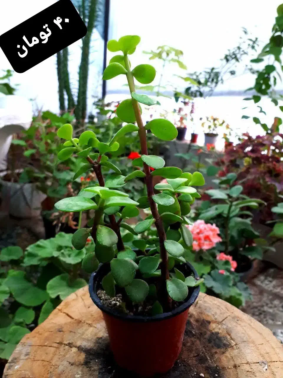 فروش گل از ۴۰ تومان تا ۱۵۰ تومان|گل و گیاه طبیعی|شاهرود, |دیوار