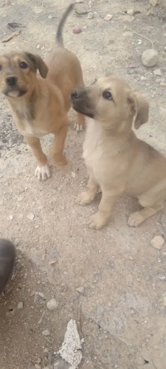 توله دورگه دوبرمن وسرابی|سگ|ایلام, |دیوار