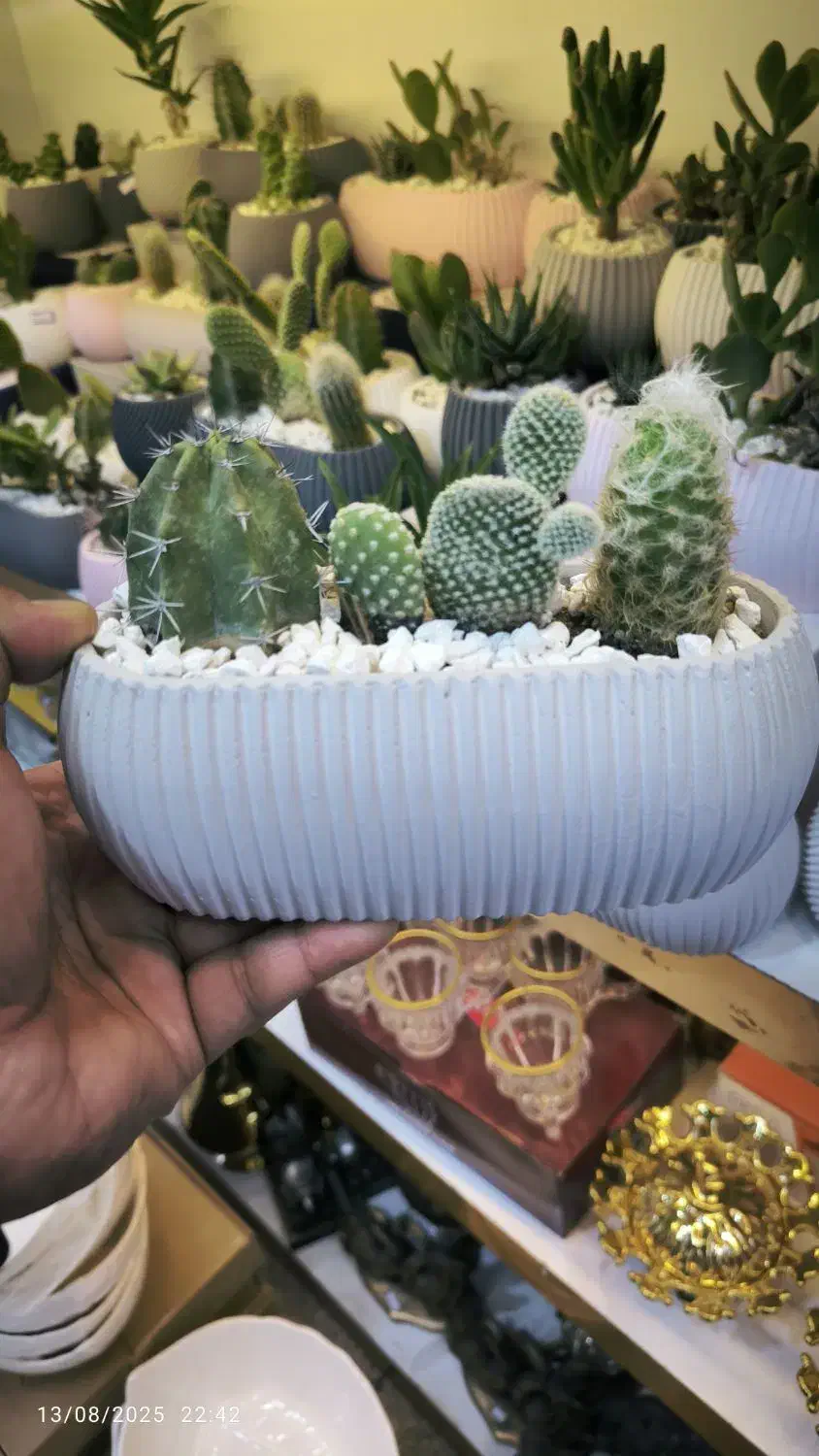 گلدان کاکتوس بزرگ سه گل عمده تک«امید دکور»|گل و گیاه طبیعی|مشهد, شهرک رازی (شهرک غرب)|دیوار