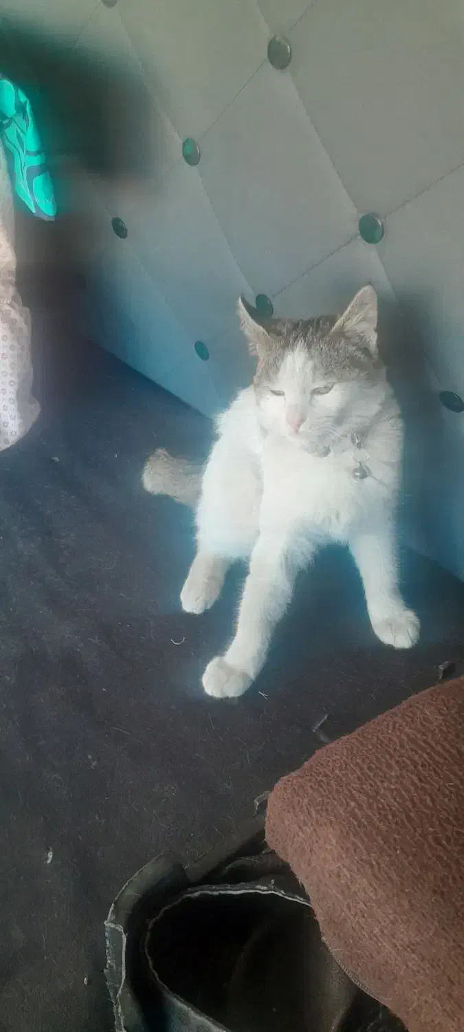 گمشده|گربه|فرخشهر, |دیوار