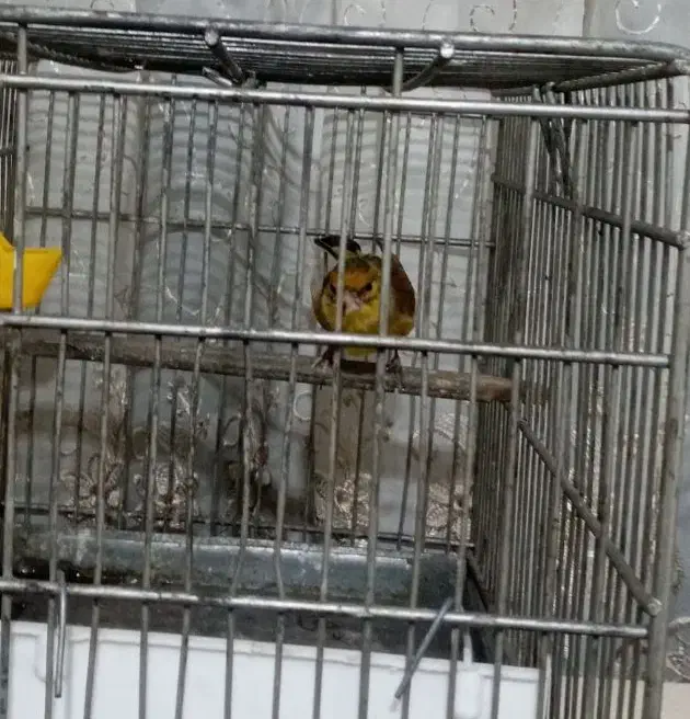 سره دهندار دهن سبک ایوب رحمتی ول ول گاله دار|پرنده|تهران, بوستان سرخه حصار|دیوار