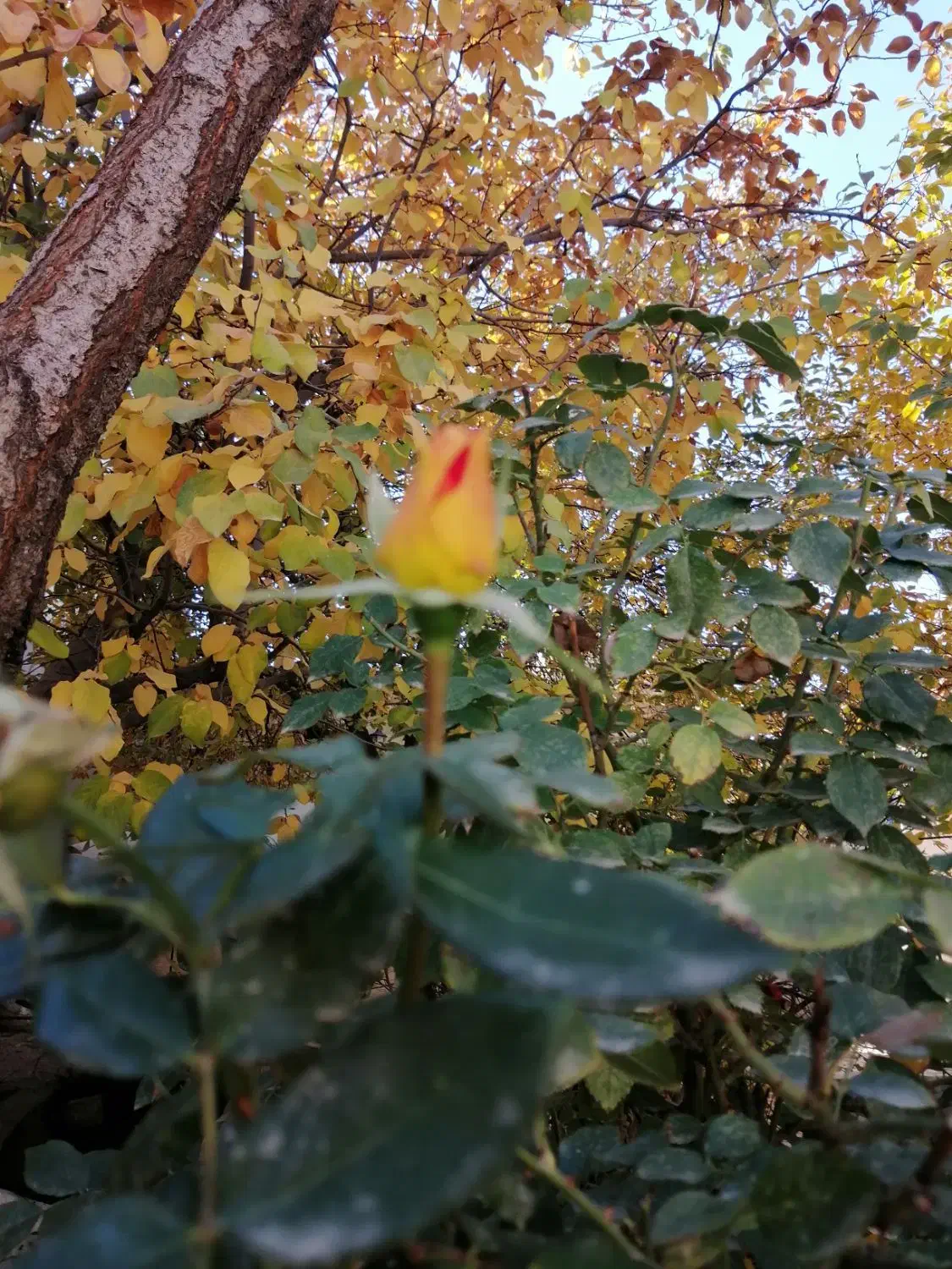 خانه ویلایی 300متر زمین 175متر ساخت|فروش خانه و ویلا|کبودرآهنگ, |دیوار