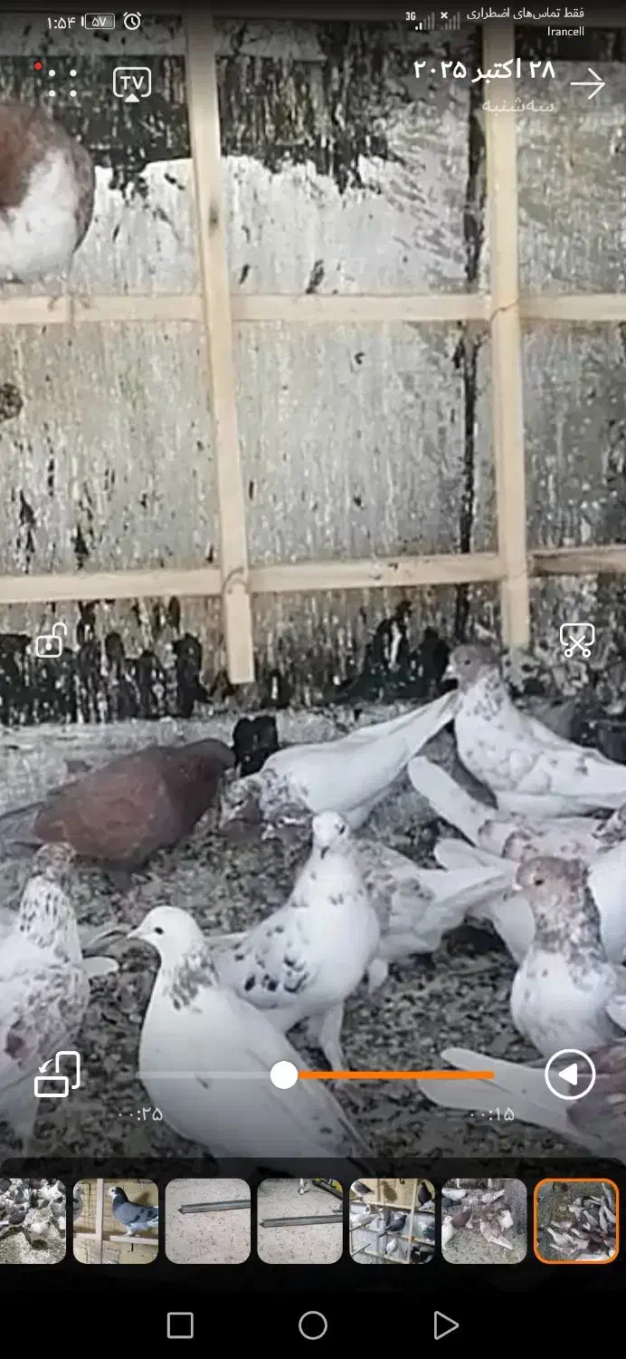 گرگی کاکولی|حیوانات|بروجرد, |دیوار